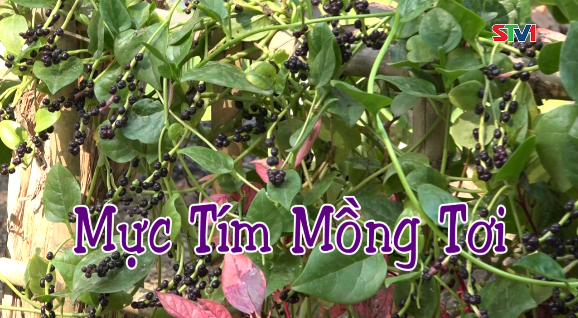 Nét Việt - Mực tím Mồng tơi 13-08-2016