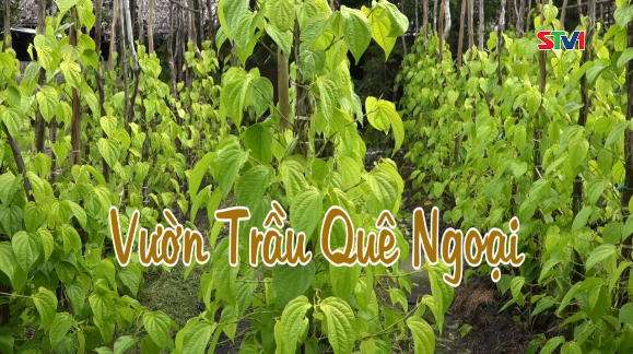 Nét Việt - Vườn trầu quê Ngoại 06-08-2016