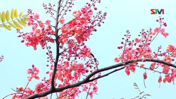Nét Việt - Bông Ô Môi 29-08-2016
