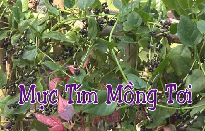Nét Việt 19-07-2017