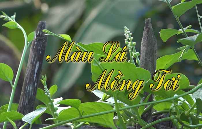 Nét Việt 25-09-2017