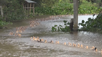 Nét Việt 30-05-2016