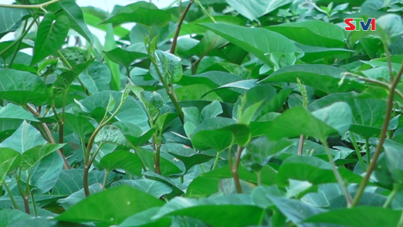 Nét Việt - Rau muống đồng quê 16-07-2016