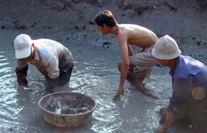 Nét Việt - bắt hôi 03-11-2017
