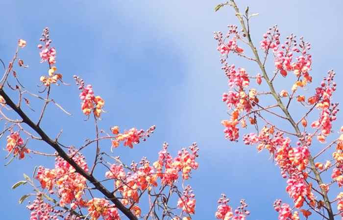 Nét Việt - Bông ô mai 08-08-2017