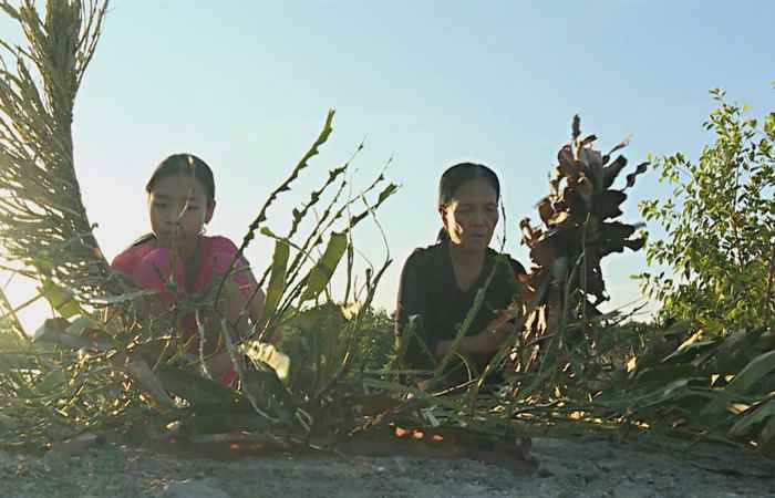 Nét Việt - Cây chổi ráng rừng 16-12-2017