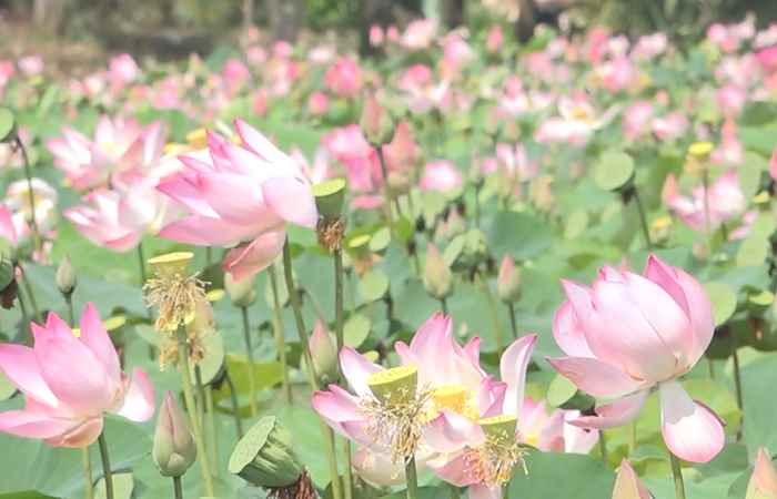 Nét Việt - Có một Miền Tây như thế 22-11-2017