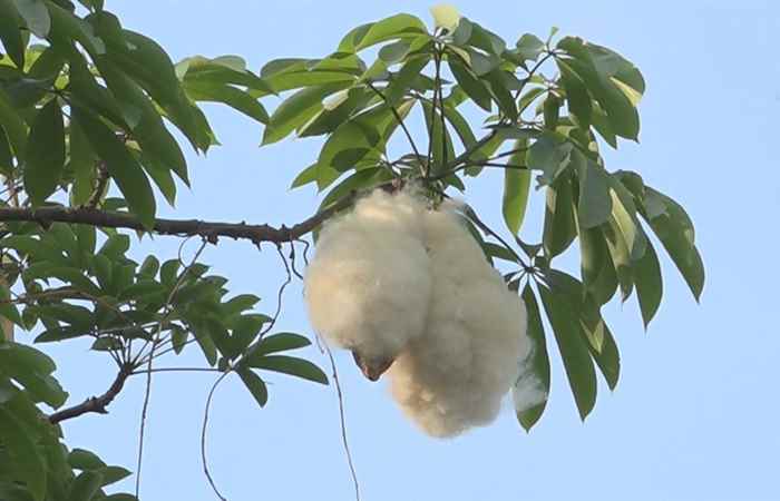 Nét Việt - Gòn ơi ta nhớ 24-07-2017