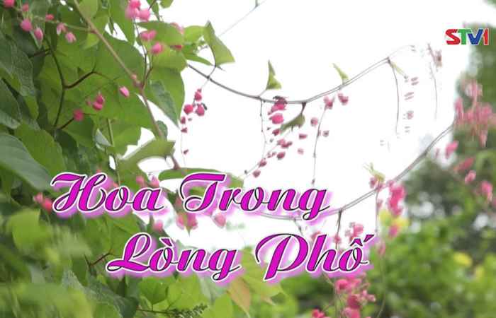 Nét Việt - Hoa trong lòng phố 17-12-2017