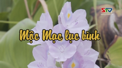 Nét Việt - Mộc mạc Lục Bình12-06-2016