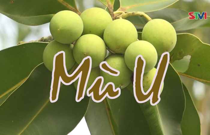 Nét Việt - Mù U 30-12-2017