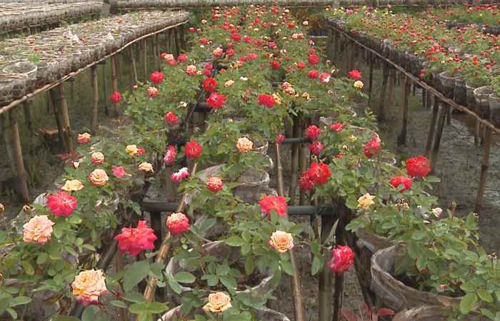 Nét Việt - Ngàn hoa Sa Đéc 30-04-2017