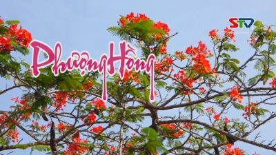 Nét Việt - Phượng hồng 24-05-2016