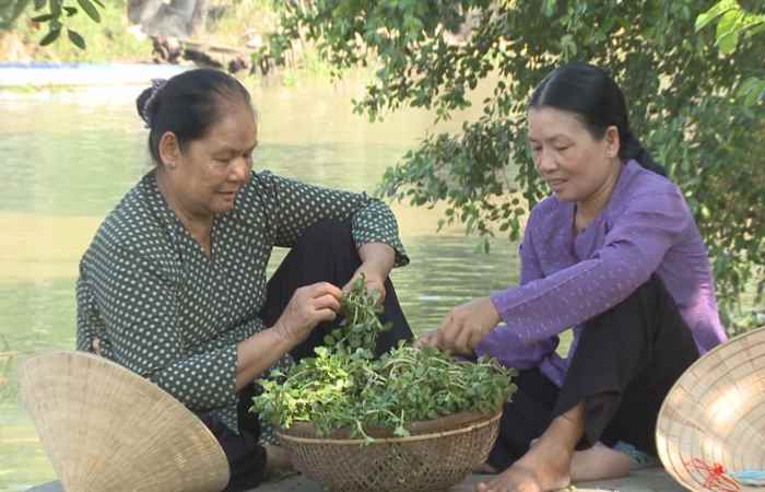 Nét Việt - Rau dừa 15-12-2017