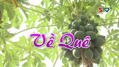 Nét Việt - Về quê 11-06-2016