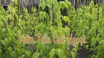 Nét Việt - Vườn trầu quê ngoại 04-05-2016