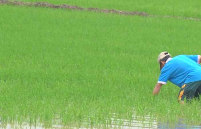 Ngã Năm khôi phục sản xuất, ổn định đời sống nhân dân sau bão 