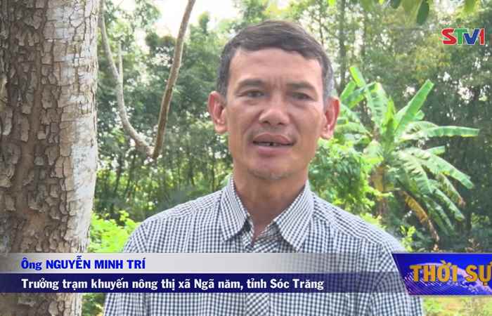 Ngã Năm: thời tiết lạnh ảnh hưởng đến xuống giống trà lúa đông - xuân