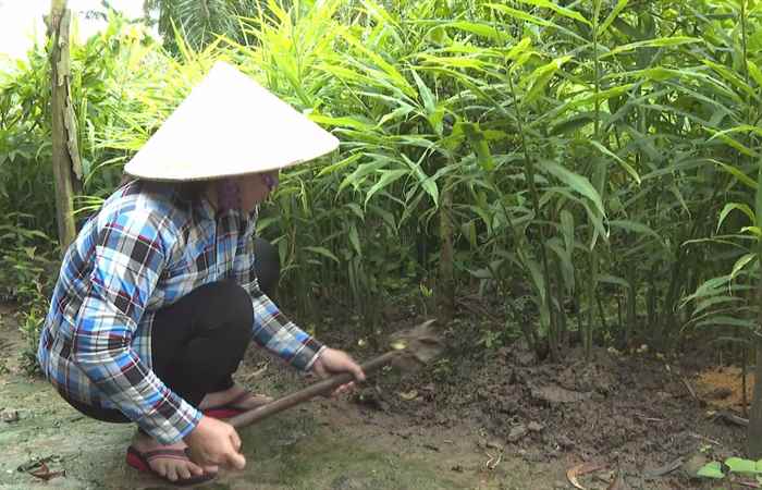 Tận dụng đất trống quanh nhà trồng gừng