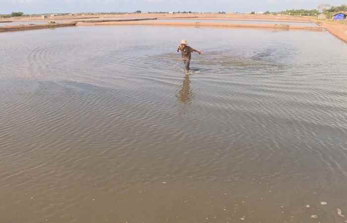 Người nuôi artemia lo lắng ngay đầu vụ