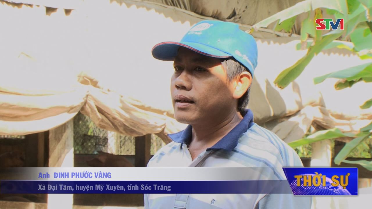 Người nuôi heo Sóc Trăng giảm đàn do giá heo giảm kéo dài