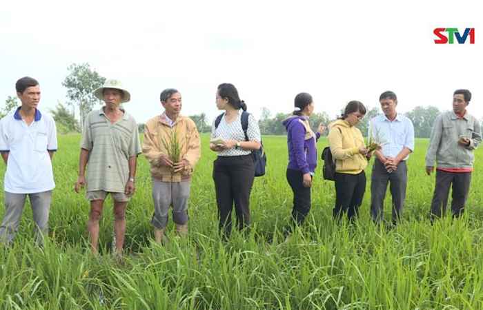 Nhà nông cần chú ý bảo vệ lúa đông xuân trước tết nguyên đán