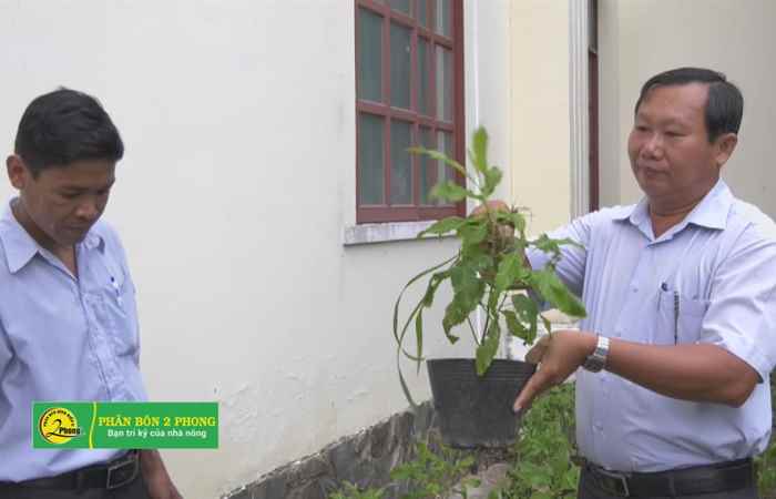 Nhân rộng phong trào ươm và chiếc nhánh cây hoàng yến ở huyện Mỹ Xuyên  01-06-2019