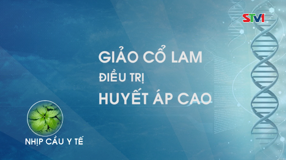 Nhịp cầu y tế - Giảo cổ lam điều trị cao huyết áp 06-01-2017