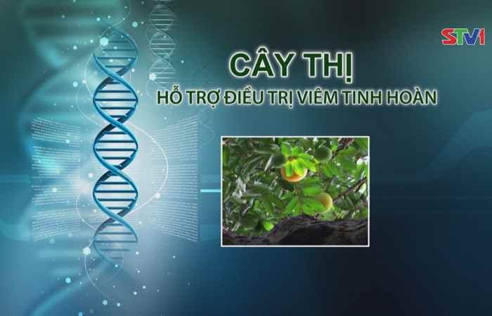 Nhịp cầu y tế - Cây thị hỗ trợ điều trị viêm tinh hoàn 29-10-2017