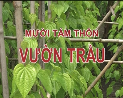 Nhịp sống phương nam - 18 Thôn vườn trầu 21-01-2015