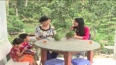 Nhịp sống phương nam - Bưởi dan xanh, đặc sẳn Tây Nam bộ 23-02-2016