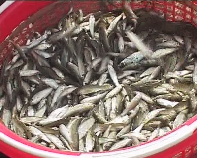 Nhịp sống phương nam - Mùa cá Linh (24-12-2014)