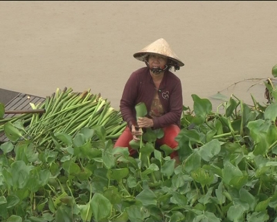 Nhịp sống phương nam - Mưu sinh mùa nước nổi 8-01-2015