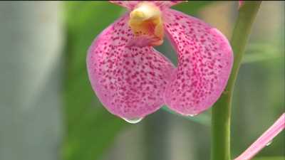 Nhịp sống phương nam-Nghề trồng lan Củ Chi 16-02-2016