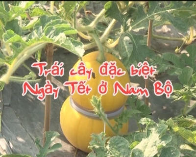 Nhịp sống phương nam - Trái cây đặc biệt ngày tết ở Nam bộ 04-03-2015