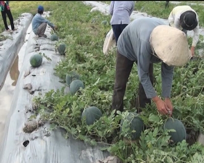Nhịp sống phương nam - Trái cây trong ngày tết Nam bộ 04-02-2015