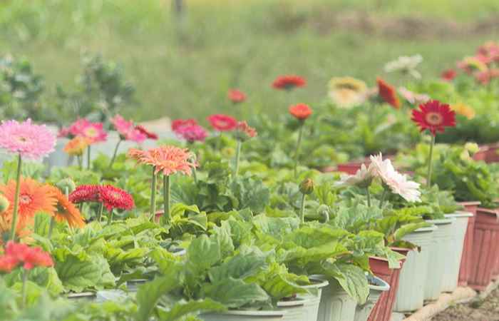 Nhộn nhịp mùa Tết ở Sóc Trăng (24-1-2024)