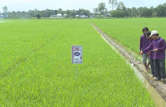 Nichino đồng hành cùng người trồng lúa 10-06-2019