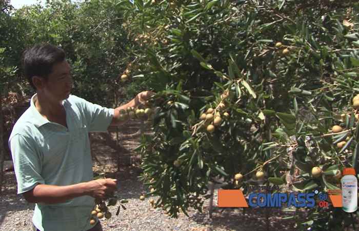 Niềm vui đầu vụ của nhà vườn trồng nhãn Vĩnh Châu