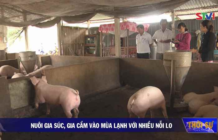 Nỗi lo của các hộ chăn nuôi gia súc, gia cầm khi trời trở lạnh