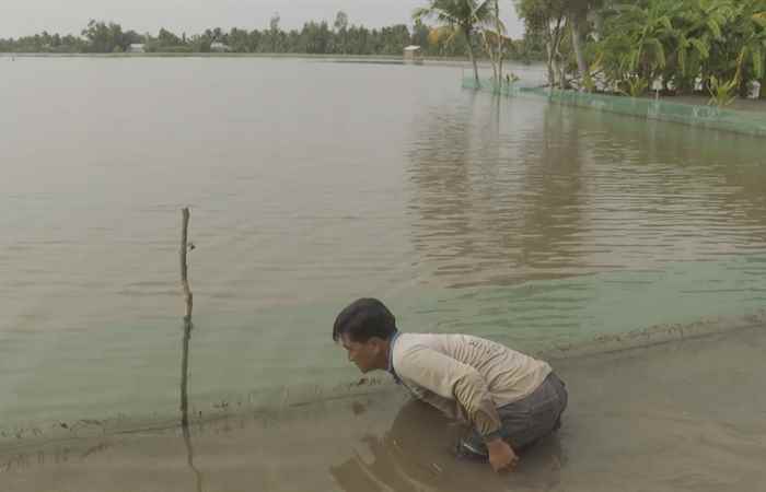 Mỹ Tú: Nông dân nuôi cá đăng quầng nâng cao thu nhập