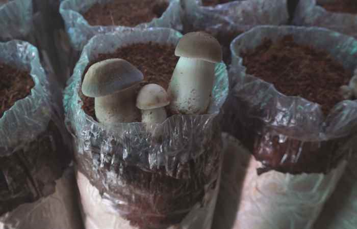 Nông dân Mỹ Tú trồng nấm Mối Đen trong nhà kính 