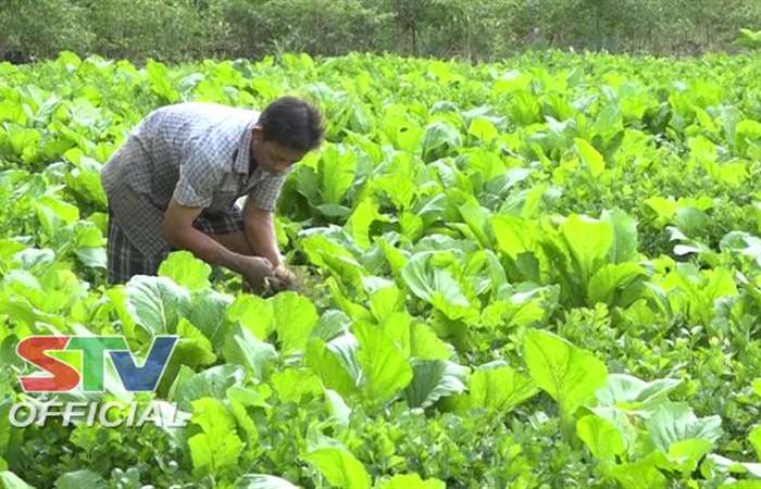 Nông dân Mỹ Xuyên trồng màu cho thu nhập ổn định