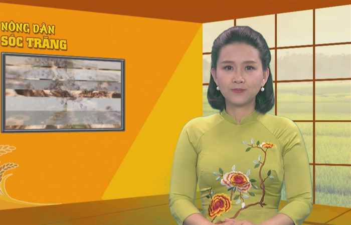 Nông dân Sóc Trăng (25-02-2021)