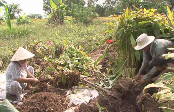 Nông dân Sóc Trăng trúng giá khoai lùn
