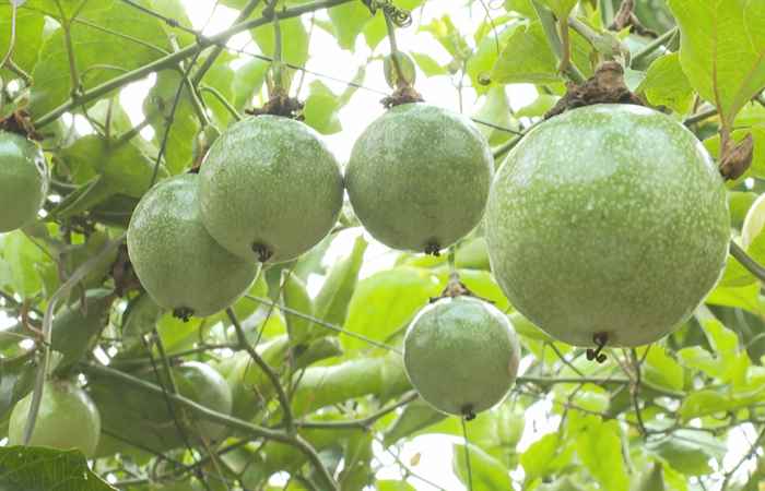 Nông dân Sóc Trăng vươn mình phát triển (19-11-2023)