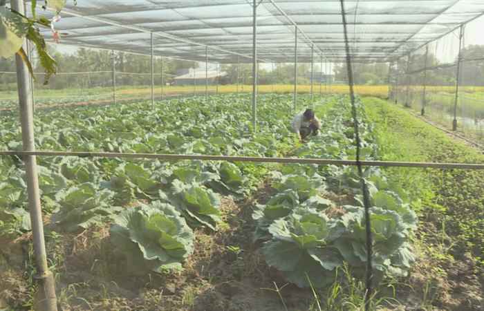 Nông dân Thạnh Trị tất bật chăm sóc rau, màu phục vụ Tết