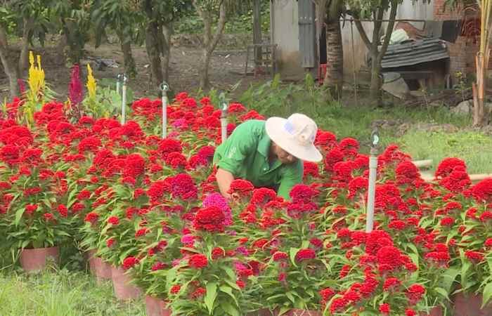 Kế Sách: Nông dân tận dụng đất trống quanh nhà trồng hoa bán dịp Tết  