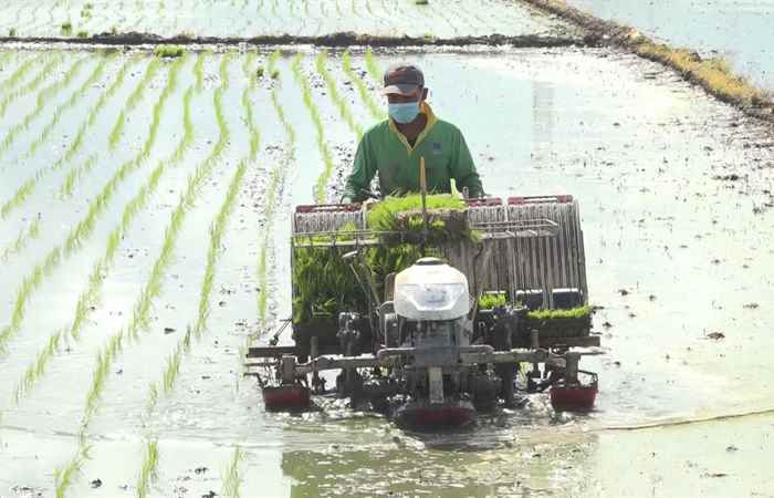 Phát huy hiệu quả từ các công trình thủy lợi ở Mỹ Xuyên