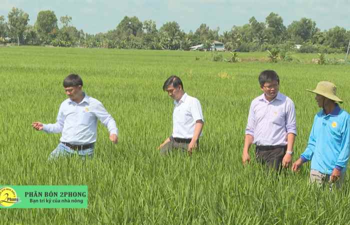 Hiệu quả phân bón Bình Điền II - Thương hiệu 2 Phong trên trà lúa OM giai đoạn làm đòng (03-08-2021)